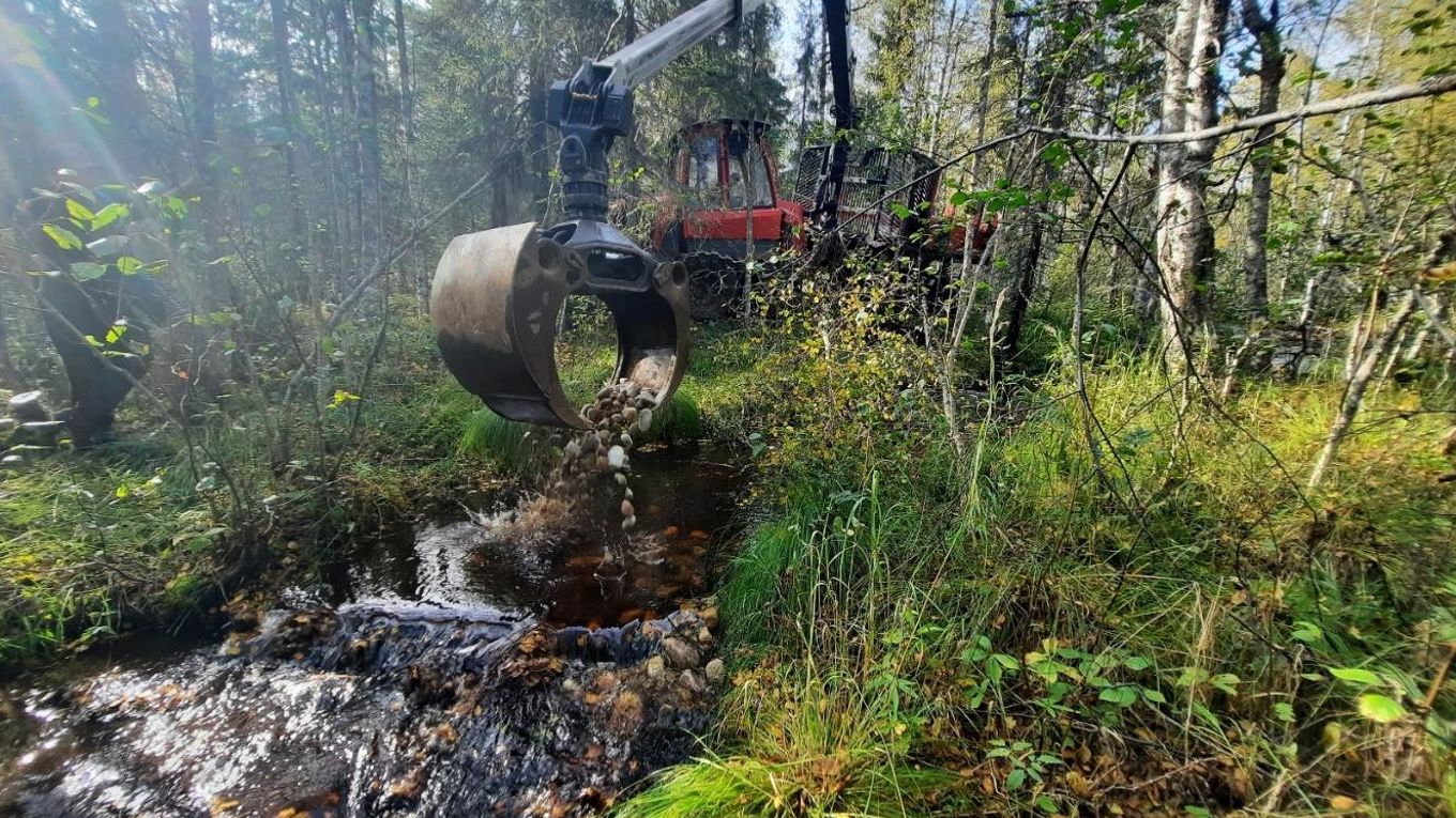 Metsäkoneen kahmarikauhasta ripotellaan soraa metsän keskellä olevaan puroon.