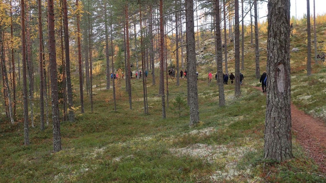 Vanhassa mäntymetsässä puiden takana joukko ihmisiä jonossa polulla.